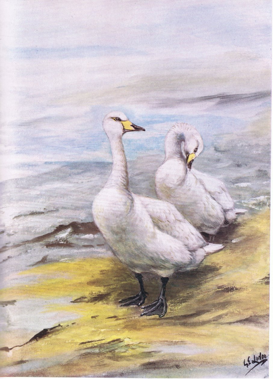 Labuť velká (litografie) od George Edward Lodge