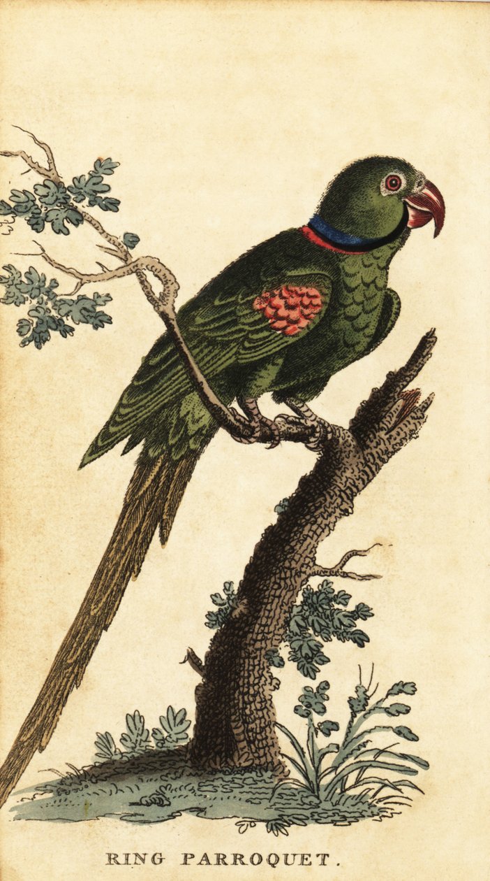 Andulka alexandrinská, Psittacula eupatria., 1800 (rytina) od George Edwards