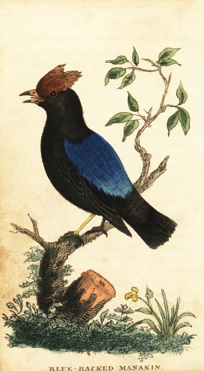 Manakin modrohřbetý, Chiroxiphia pareola., 1800 (rytina) od George Edwards