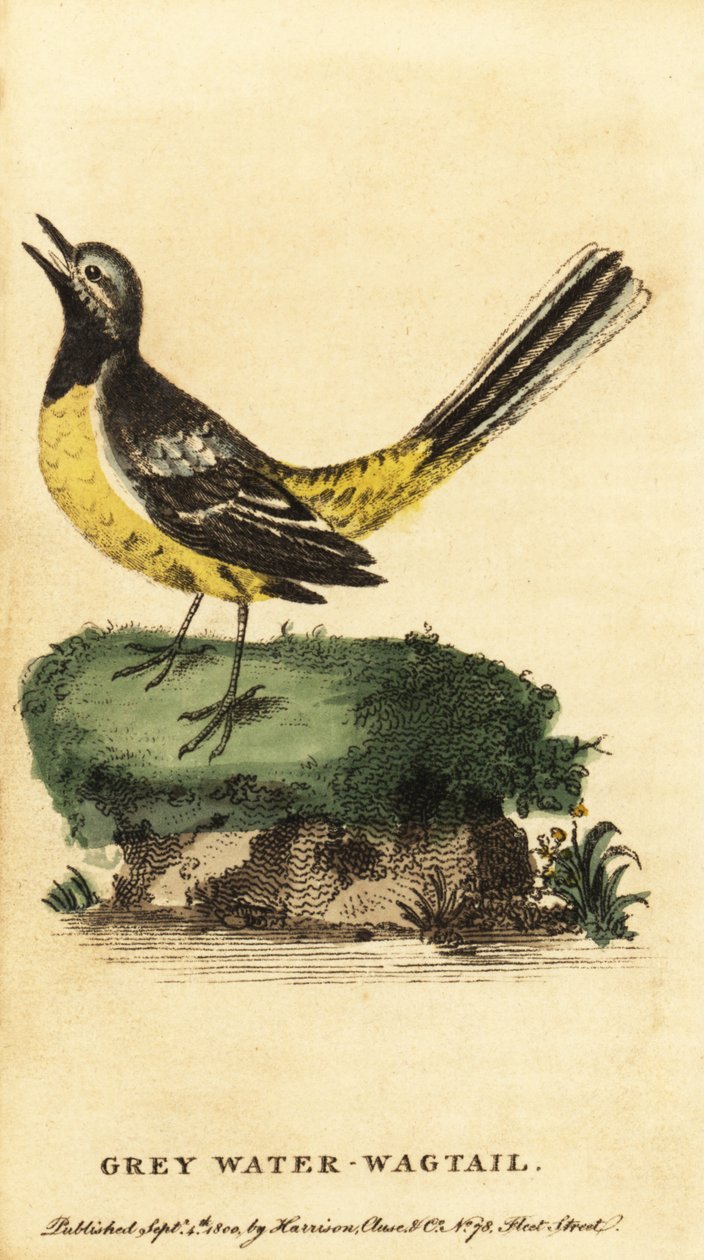 Konipas šedý, Motacilla cinerea. ,1800 (rytina) od George Edwards