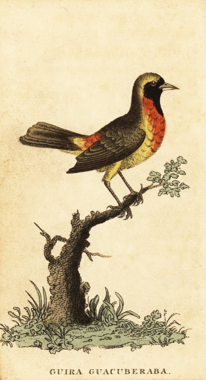 Gira tanager, Hemitraupis gira. ,1800 (rytina) od George Edwards