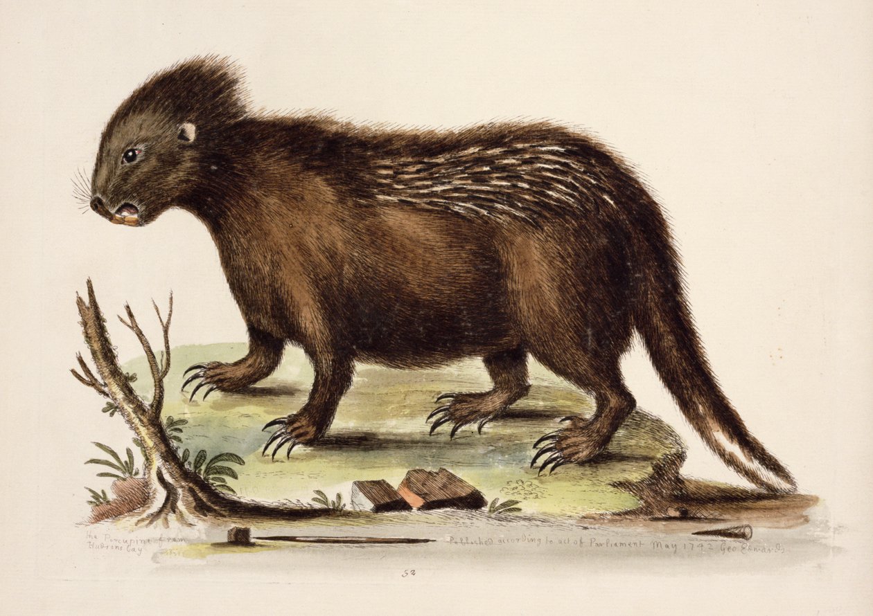 Hudson Bay Porcupine, 1742 (wc na papíře) od George Edwards