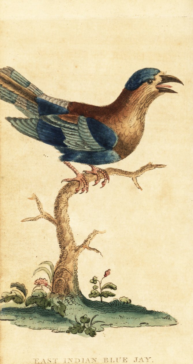 Indický váleček, Coracias benghalensis. ,1800 (rytina) od George Edwards