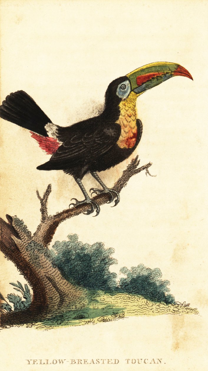 Tukan kýlozobý, Ramphastos sulfuratus. ,1800 (rytina) od George Edwards