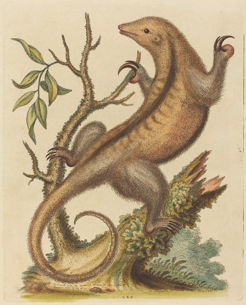 Mravenečník trpasličí, 1755. od George Edwards