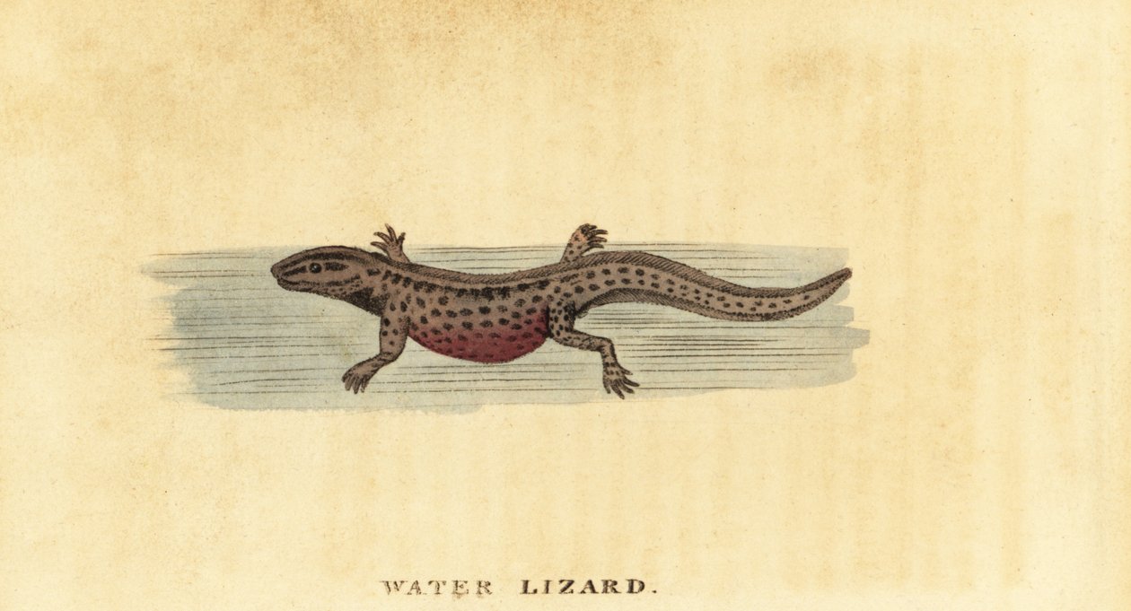 Čolek hladký, Lissotriton vulgaris. ,1800 (rytina) od George Edwards