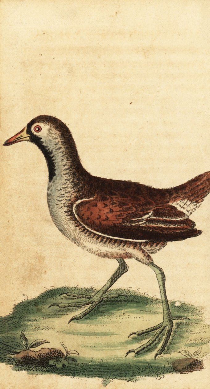 Sora, Porzana carolina. ,1800 (rytina) od George Edwards