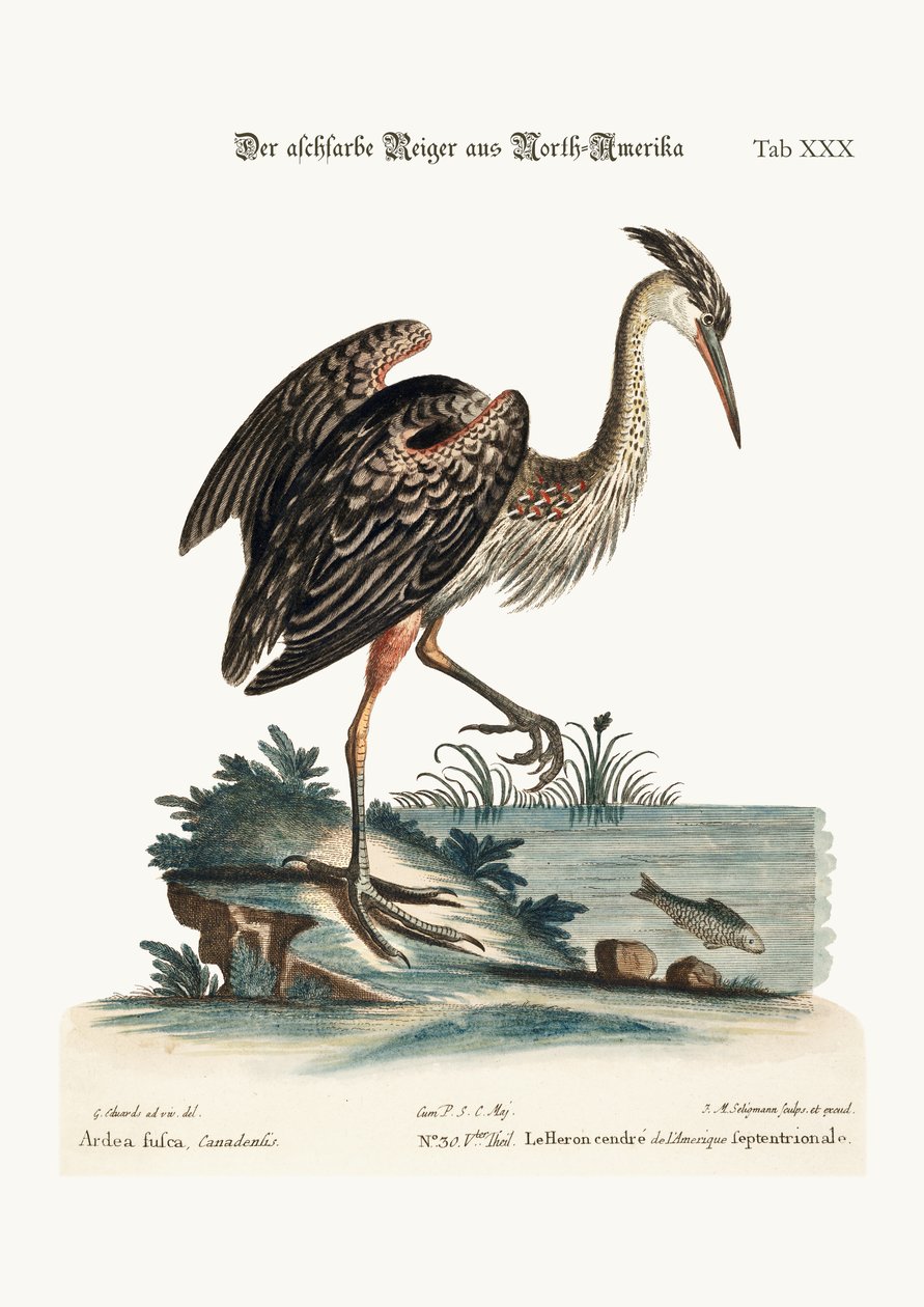 Volavka popelavá ze Severní Ameriky, 1749-73 od George Edwards