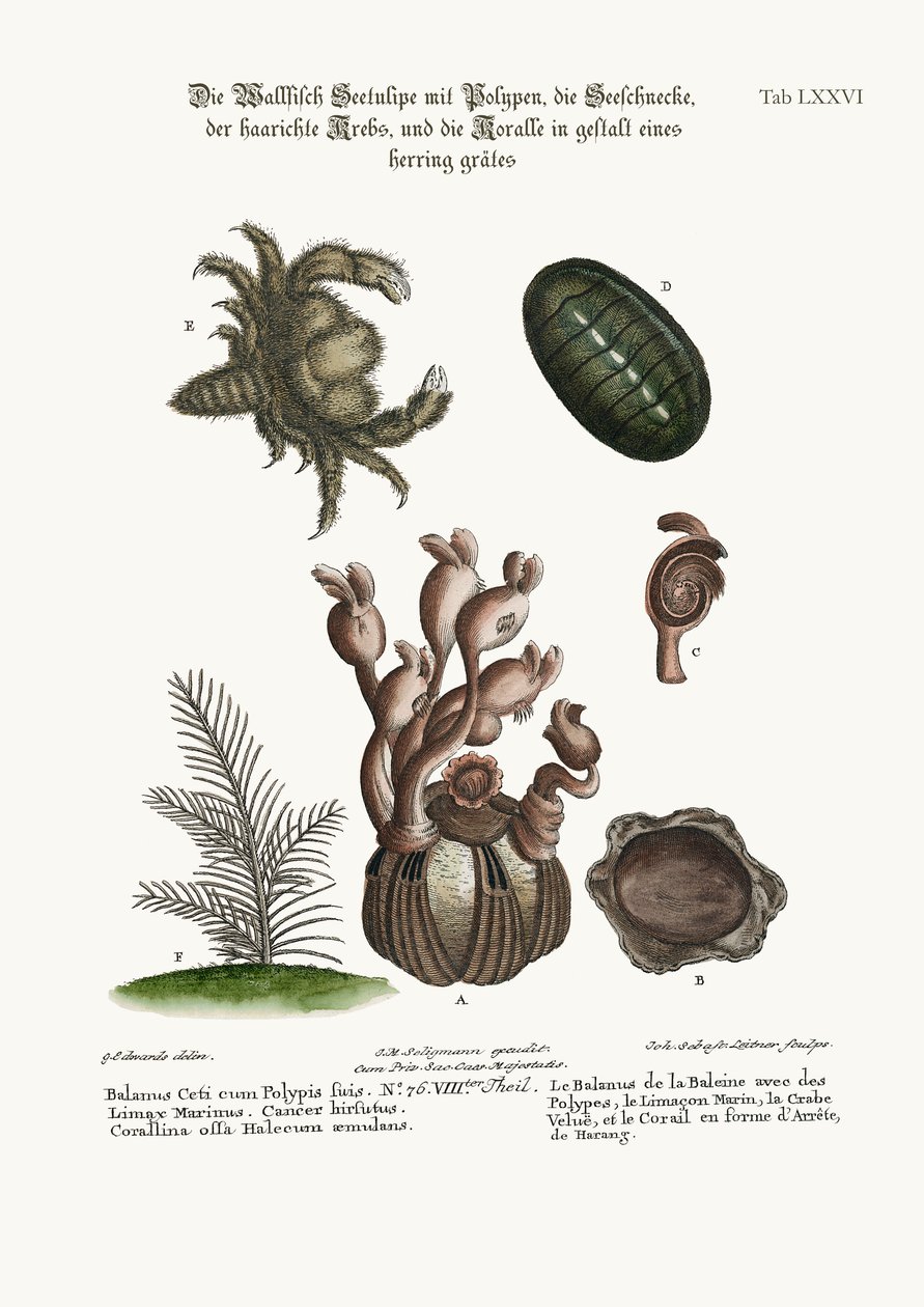Balanus velryby s polypy, přístav Limax, chlupatý krab a rybí kost, 1749-73 od George Edwards