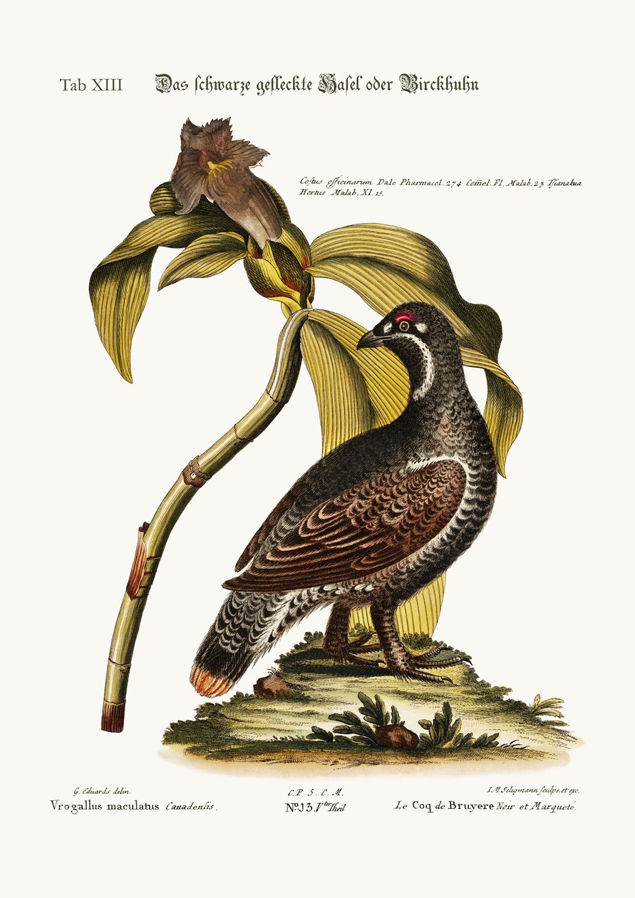 Černý a skvrnitý Heathcock, 1749-73 od George Edwards