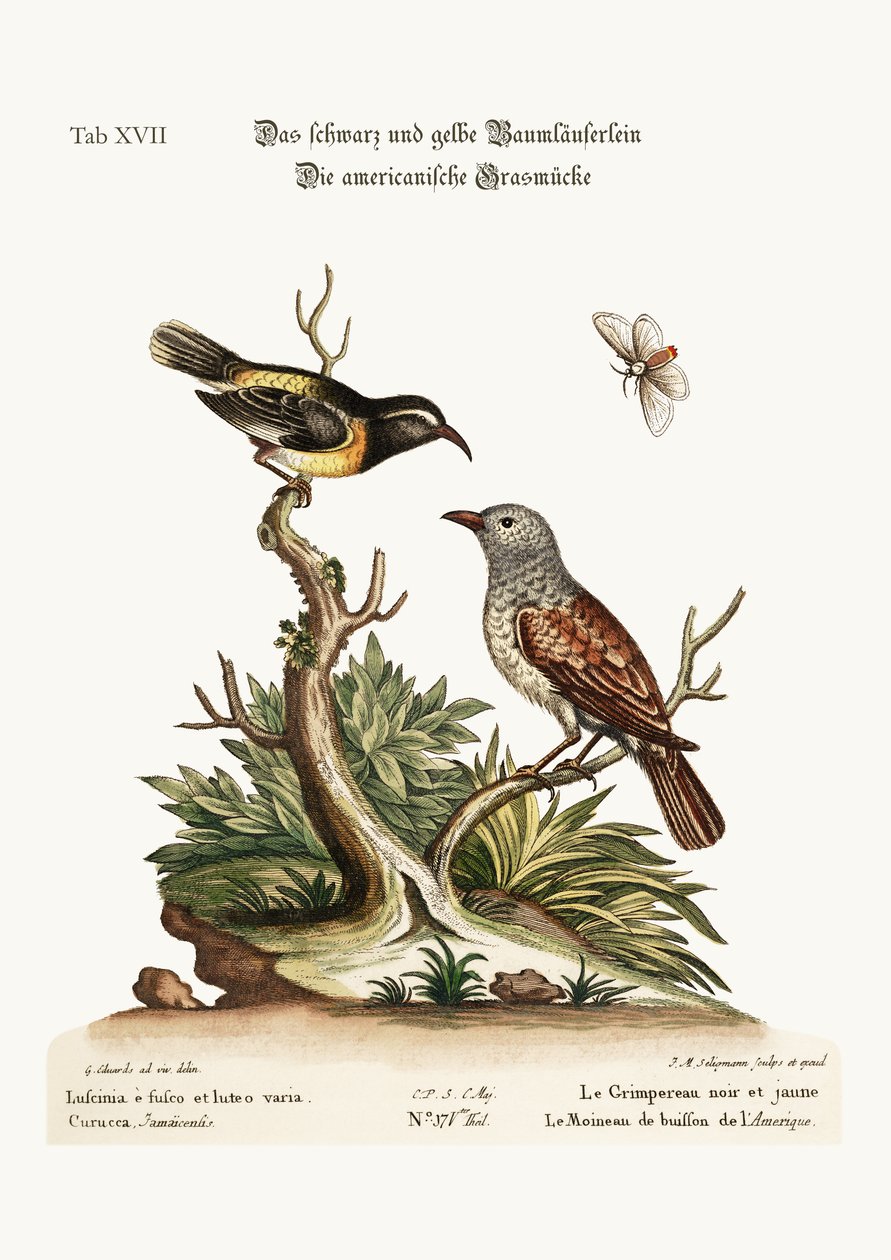 Černá a žlutá liána. The American Hedge-Sparrow, 1749-73 od George Edwards