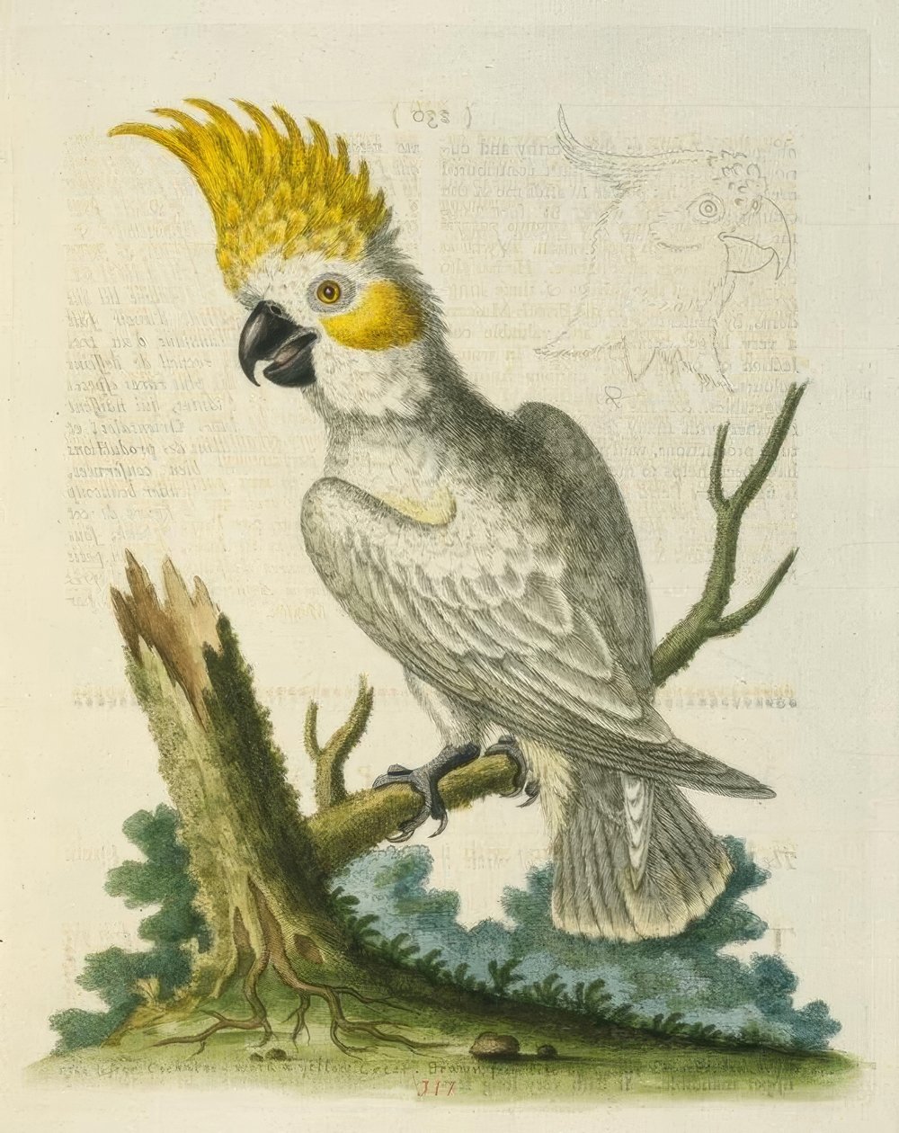 Kakadu menší bílý se žlutým hřebenem. / Le Petit Cacatua Blanc a Crete Jaune od George Edwards