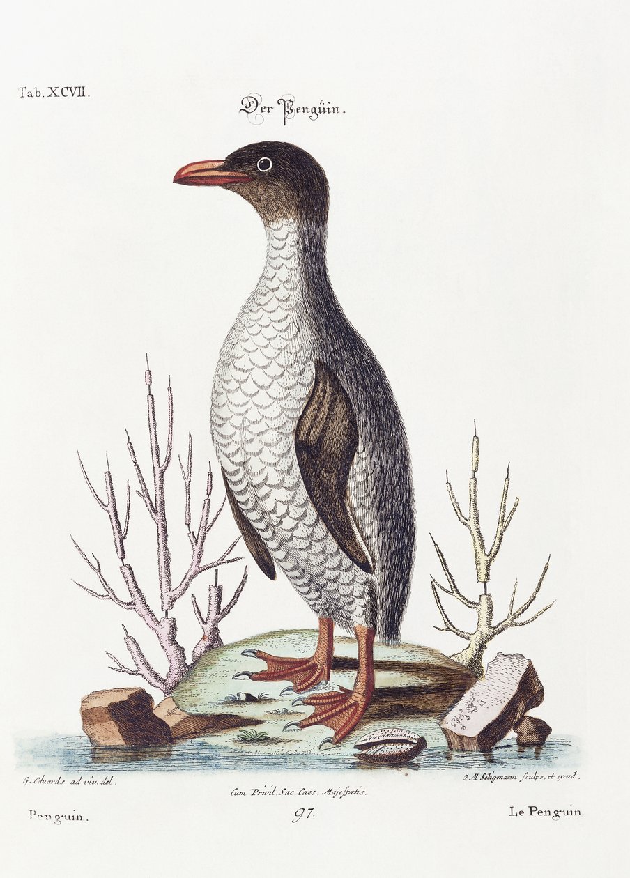 Tučňák, 1770 od George Edwards