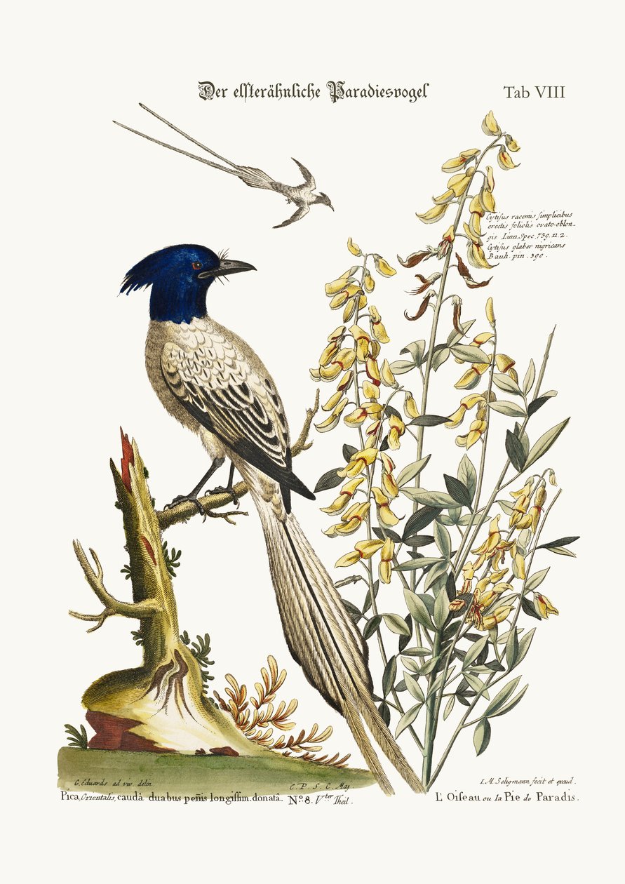 Pyed Bird of Paradise, 1749-73 od George Edwards