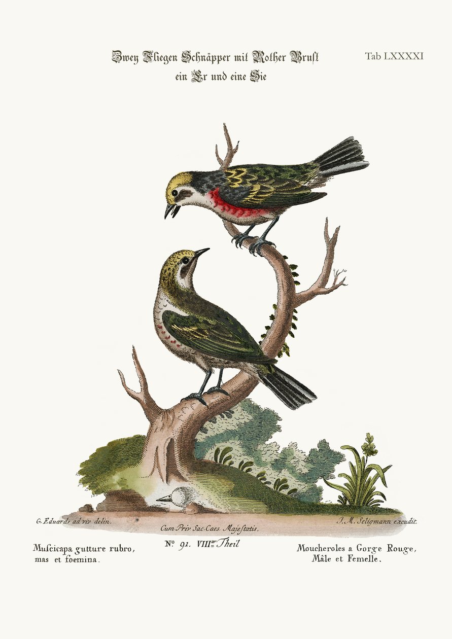 Flycatchers, Cock and Hen, 1749-73 od George Edwards