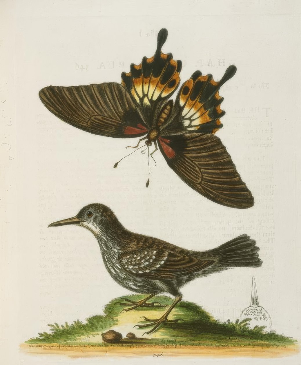 Wallcreeper ze Surinamu. / The Surinam Wall Clamber od George Edwards