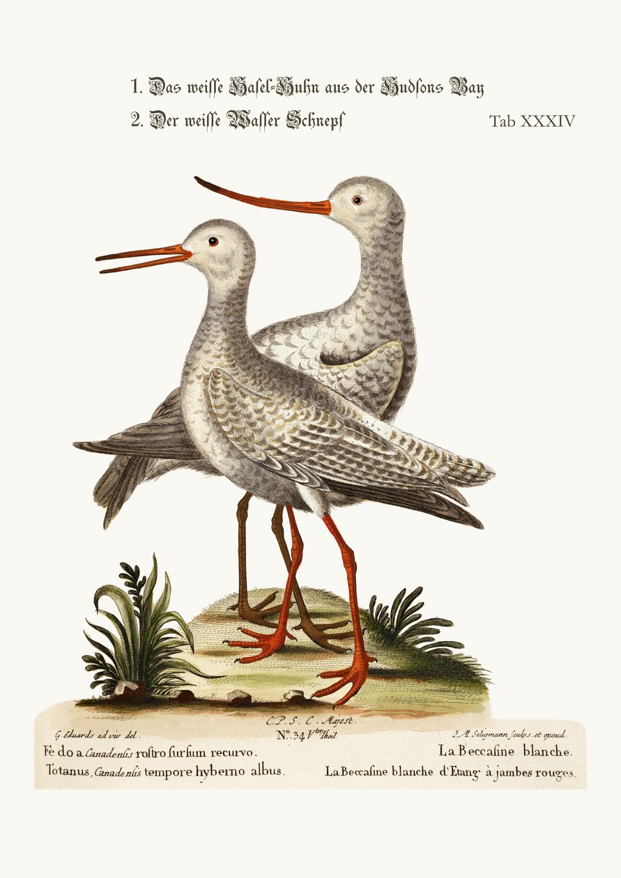 Bílý bůh z Hudsonova zálivu. The White Red-Shank nebo Pool-Snipe, 1749-73 od George Edwards