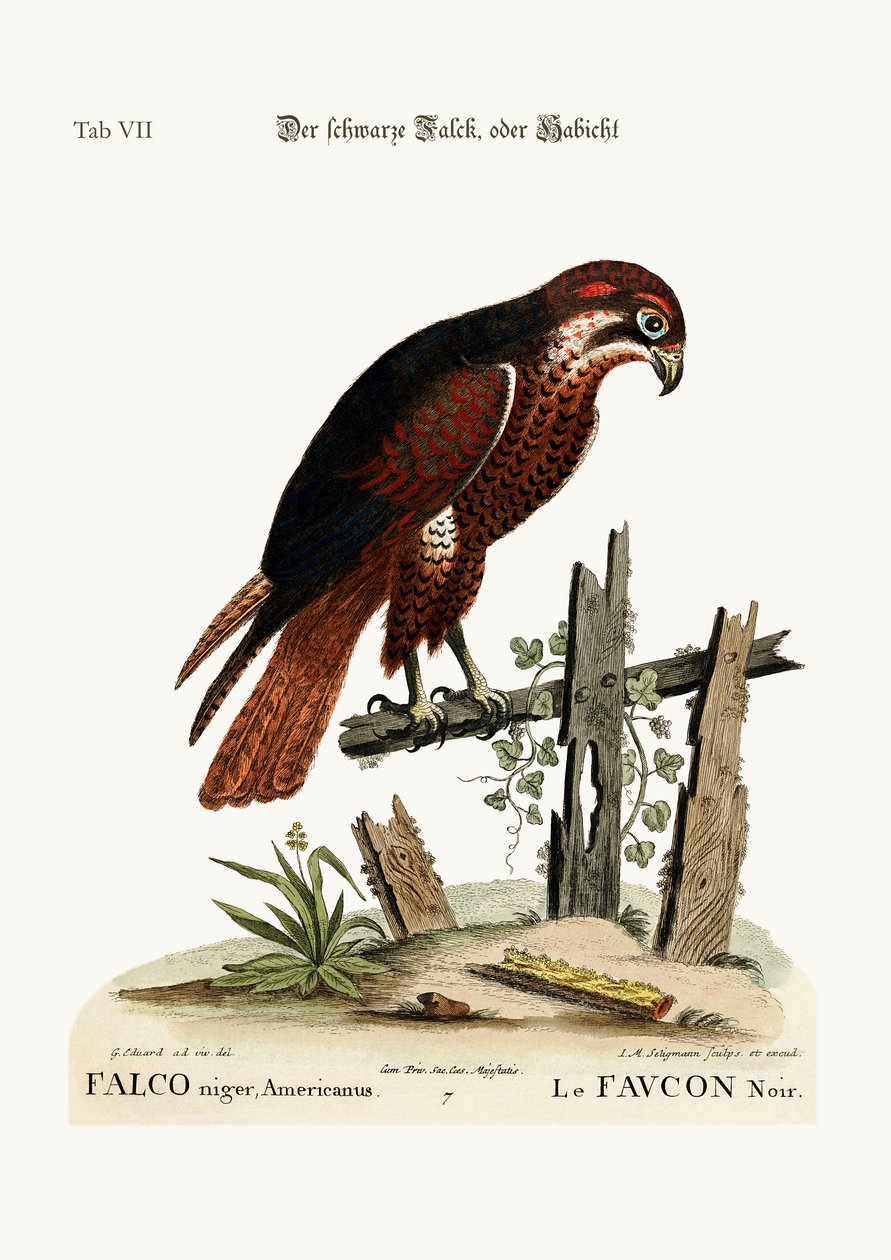Černý jestřáb nebo sokol, 1749-73 od George Edwards
