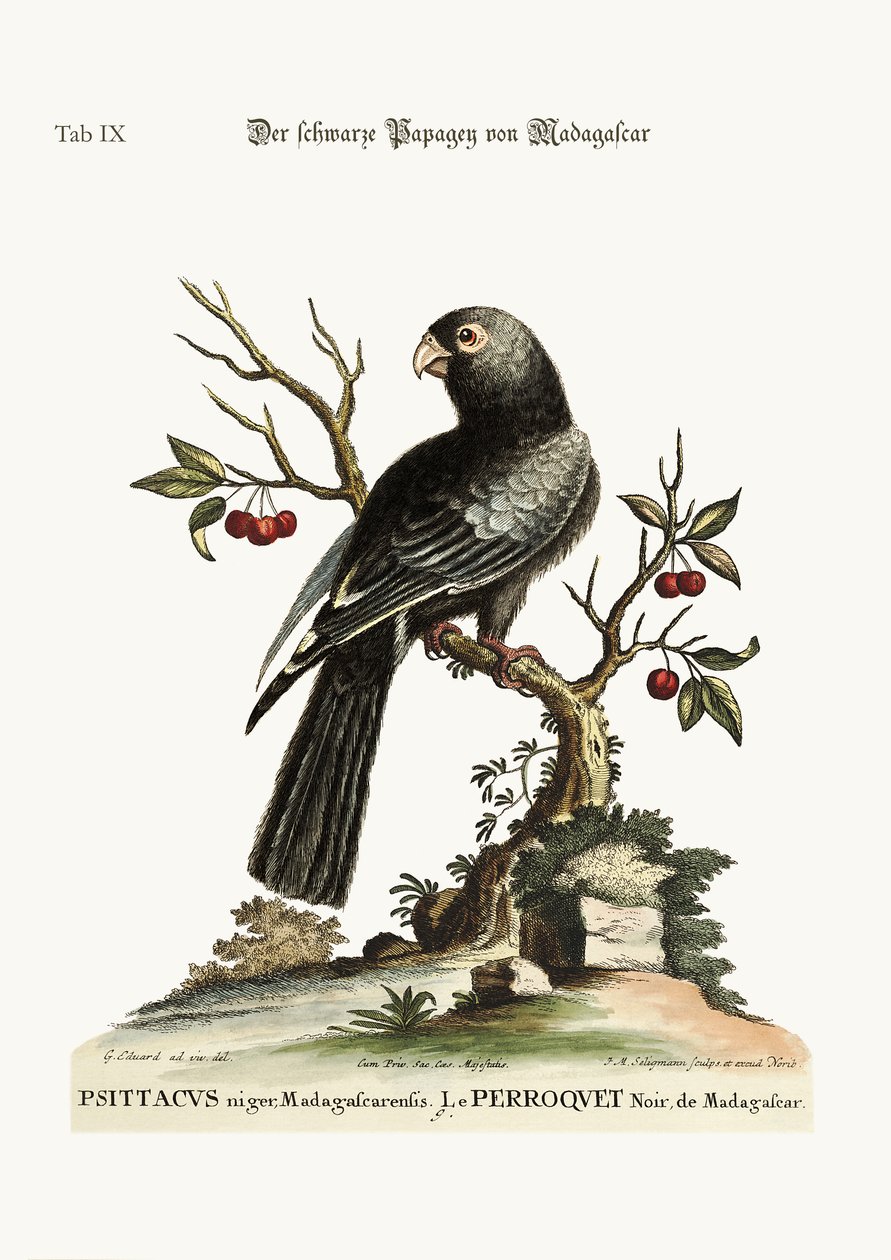 Černý papoušek z Madagaskaru, 1749-73 od George Edwards