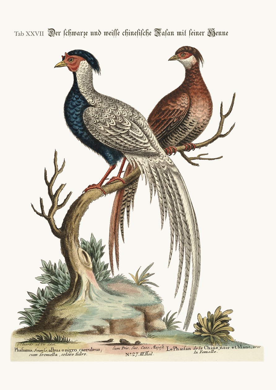 Černobílý čínský bažant kohout se slepicí, 1749-73 od George Edwards
