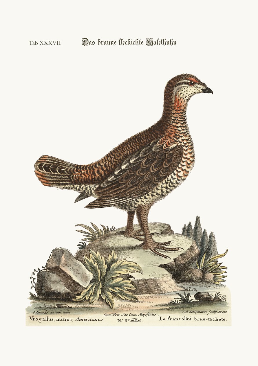 Hnědý a skvrnitý Heathcock, 1749-73 od George Edwards