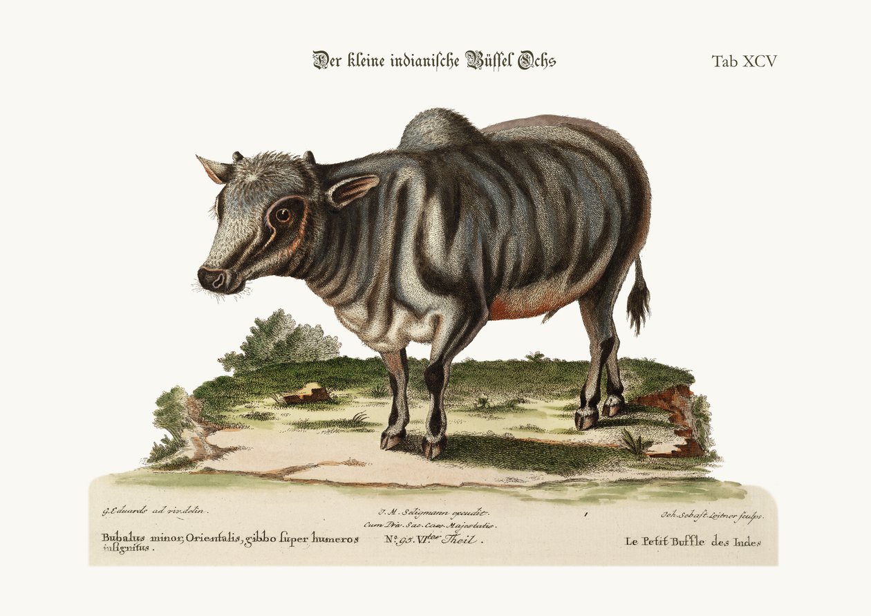 Malý indický buvol, 1749-73 od George Edwards