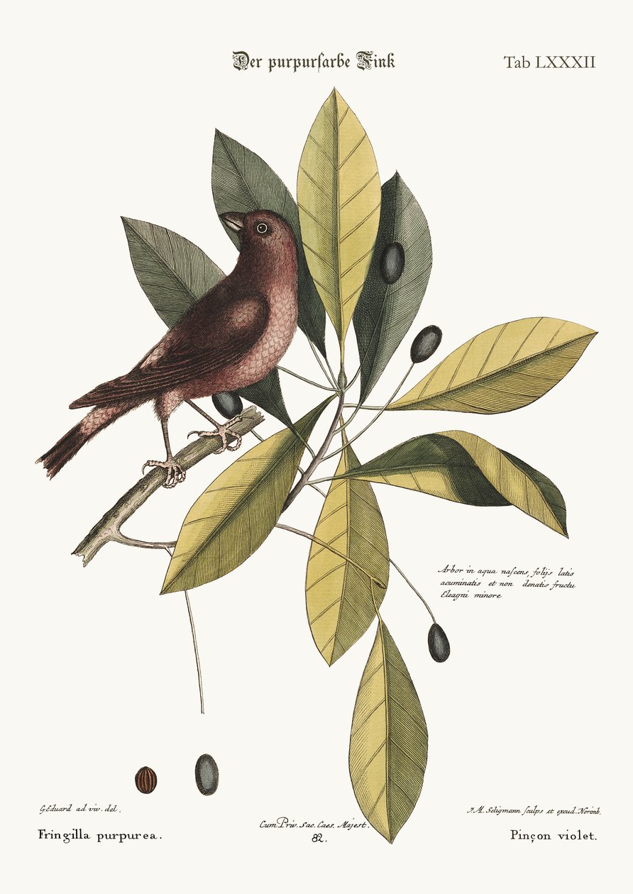 Fialový Finch, 1749-73 od George Edwards