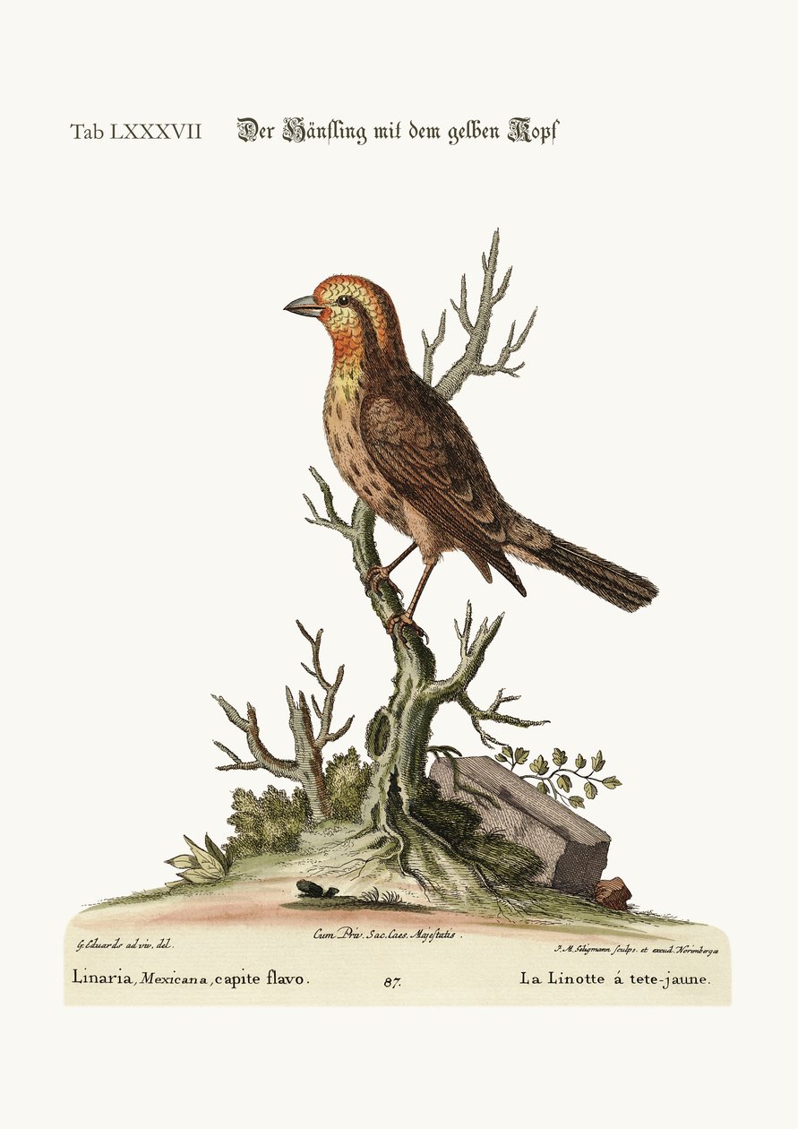 Linnet žlutohlavý, 1749-73 od George Edwards