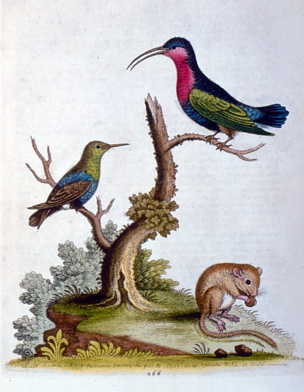 Akvarelová ilustrace z knihy vzácných ptáků od G. Edwardse z roku 1750. George Edwards (1694-1773) byl britský přírodovědec a ornitolog. Hodně cestoval po Evropě a studoval přírodopis a zejména ptáky. Získal si určité uznání od George Edwards