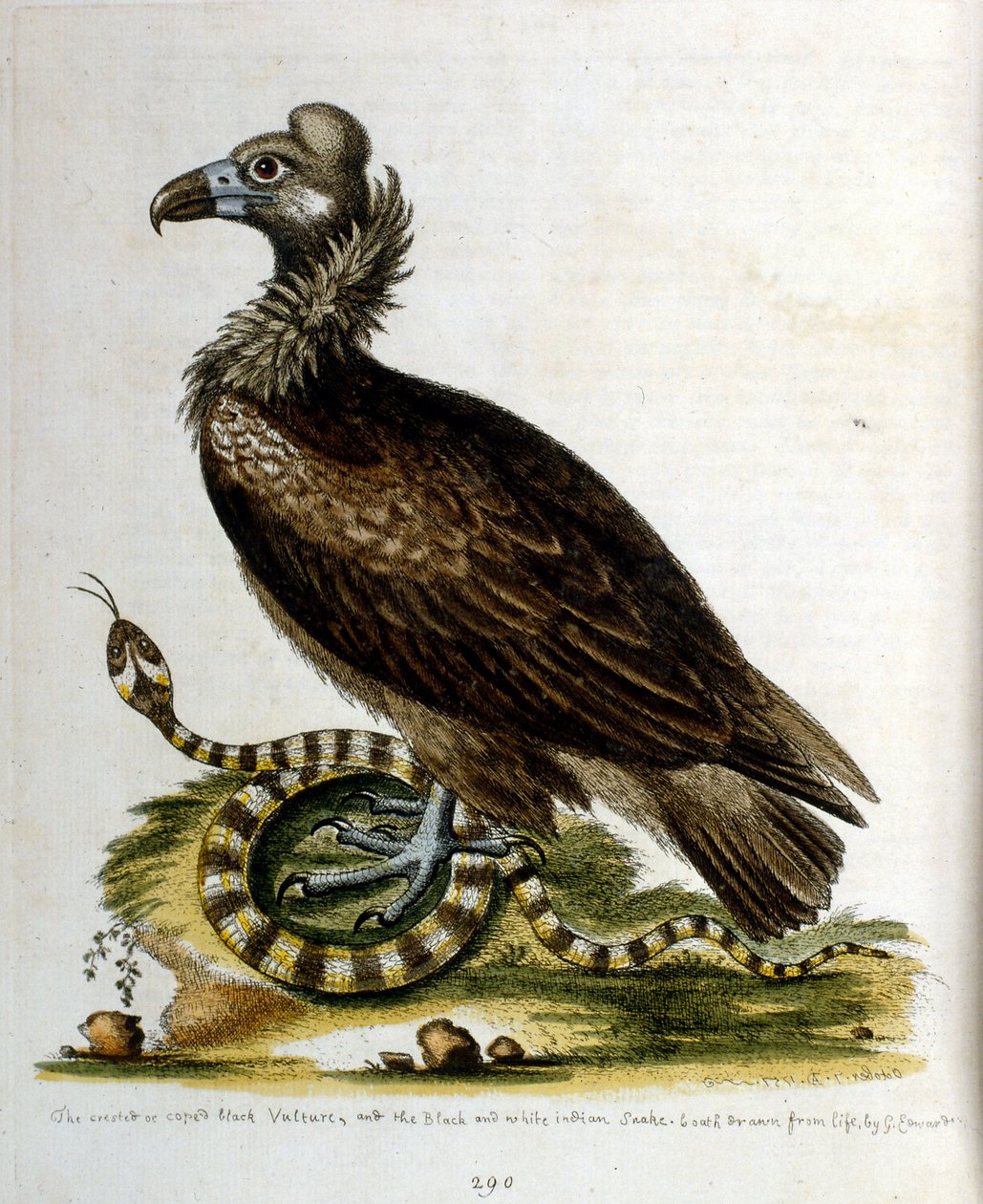 Akvarelová ilustrace z knihy vzácných ptáků od G. Edwardse z roku 1750. George Edwards (1694-1773) byl britský přírodovědec a ornitolog. Hodně cestoval po Evropě a studoval přírodopis a zejména ptáky. Získal si určité uznání od George Edwards