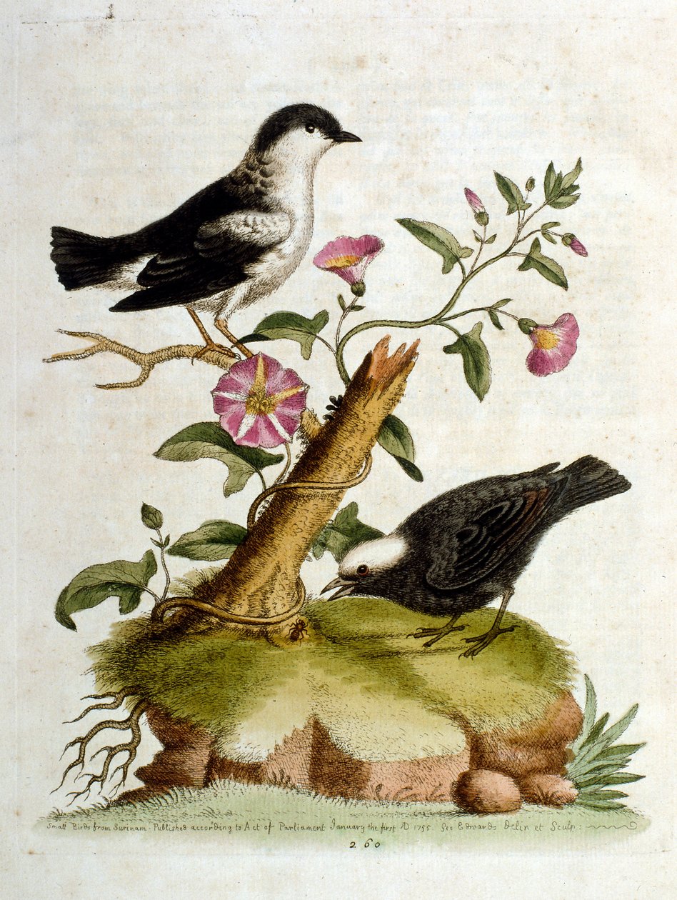 Akvarelová ilustrace z knihy vzácných ptáků od G. Edwardse z roku 1750. George Edwards (1694-1773) byl britský přírodovědec a ornitolog. Hodně cestoval po Evropě a studoval přírodopis a zejména ptáky. Získal si určité uznání od George Edwards