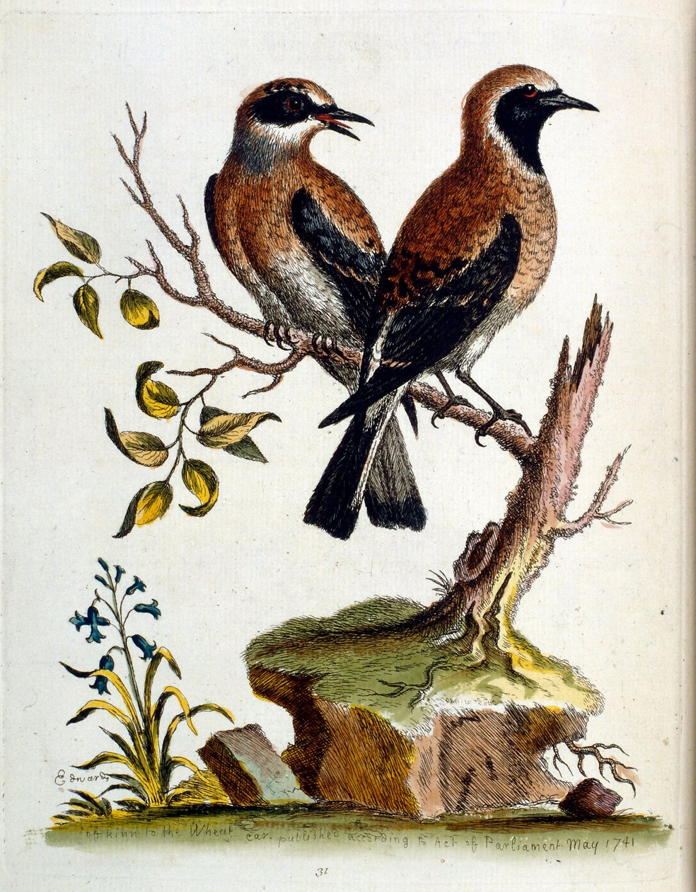 Akvarelová ilustrace z knihy vzácných ptáků od G. Edwardse z roku 1750. George Edwards (1694-1773) byl britský přírodovědec a ornitolog. Hodně cestoval po Evropě a studoval přírodopis a zejména ptáky. Získal si určité uznání od George Edwards