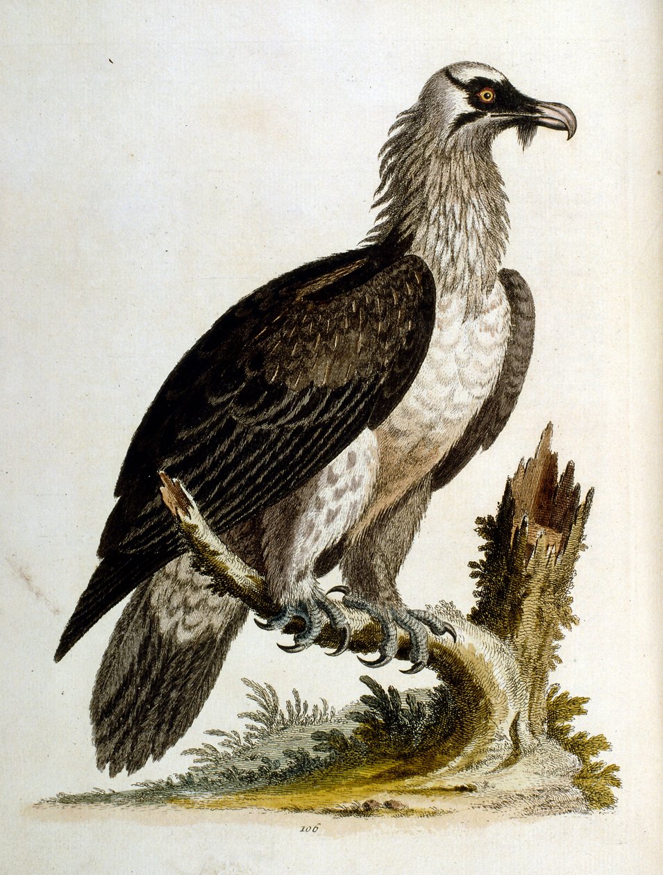 Akvarelová ilustrace z knihy vzácných ptáků od G. Edwardse z roku 1750. George Edwards (1694-1773) byl britský přírodovědec a ornitolog. Hodně cestoval po Evropě a studoval přírodopis a zejména ptáky. Získal si určité uznání od George Edwards