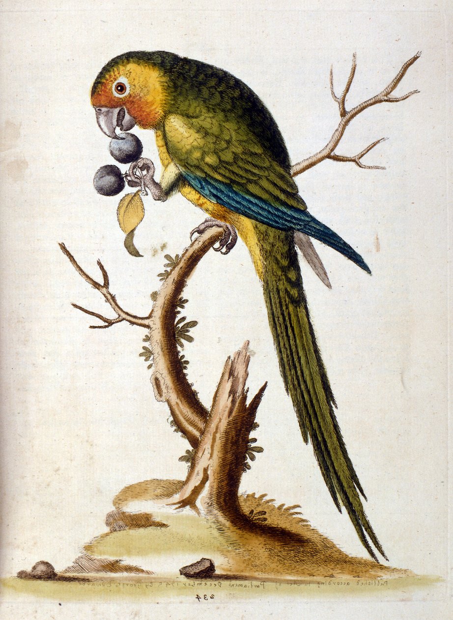 Akvarelová ilustrace z knihy vzácných ptáků od G. Edwardse z roku 1750. George Edwards (1694-1773) byl britský přírodovědec a ornitolog. Hodně cestoval po Evropě a studoval přírodopis a zejména ptáky. Získal si určité uznání od George Edwards
