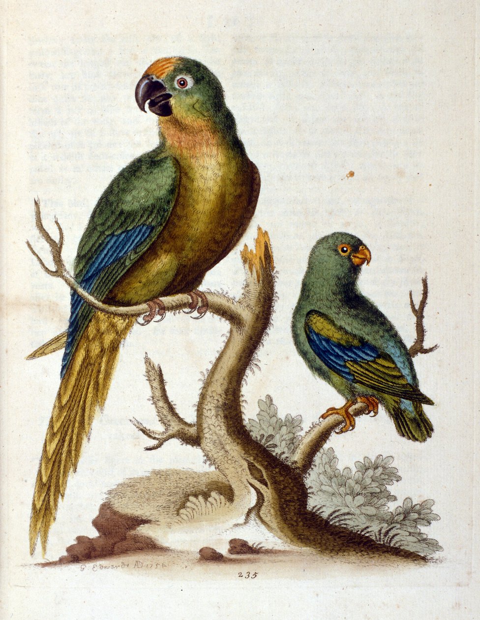 Akvarelová ilustrace z knihy vzácných ptáků od G. Edwardse z roku 1750. George Edwards (1694-1773) byl britský přírodovědec a ornitolog. Hodně cestoval po Evropě a studoval přírodopis a zejména ptáky. Získal si určité uznání od George Edwards