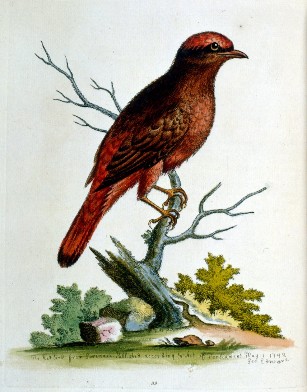 Akvarelová ilustrace z knihy vzácných ptáků od G. Edwardse z roku 1750. George Edwards (1694-1773) byl britský přírodovědec a ornitolog. Hodně cestoval po Evropě a studoval přírodopis a zejména ptáky. Získal si určité uznání od George Edwards