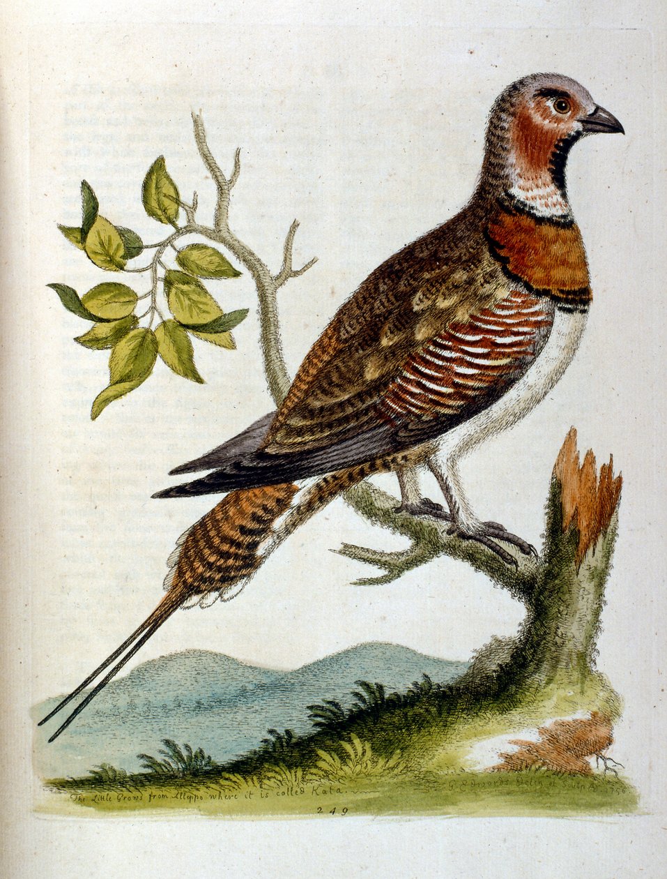 Akvarelová ilustrace z knihy vzácných ptáků od G. Edwardse z roku 1750. George Edwards (1694-1773) byl britský přírodovědec a ornitolog. Hodně cestoval po Evropě a studoval přírodopis a zejména ptáky. Získal si určité uznání od George Edwards