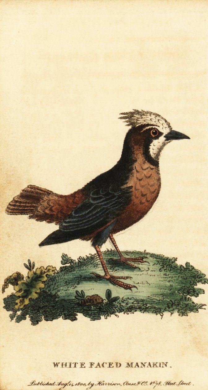 Mravenec s bílým peřím, Pithys albifrons., 1800 (rytina) od George Edwards