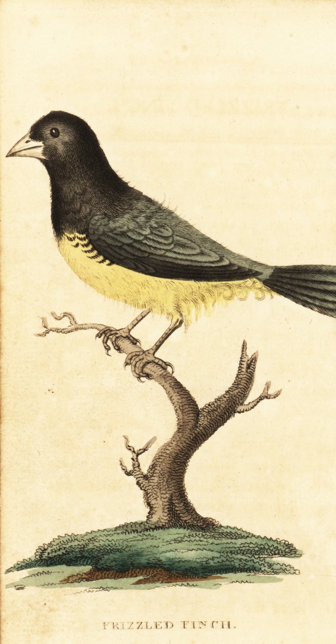 semen žlutobřichý, Sporophila nigricollis., 1800 (rytina) od George Edwards