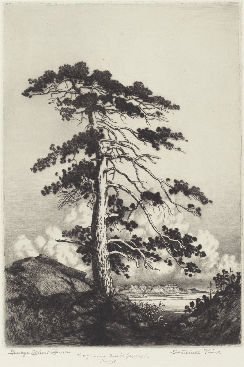 Sentinel Pine od George Elbert Burr