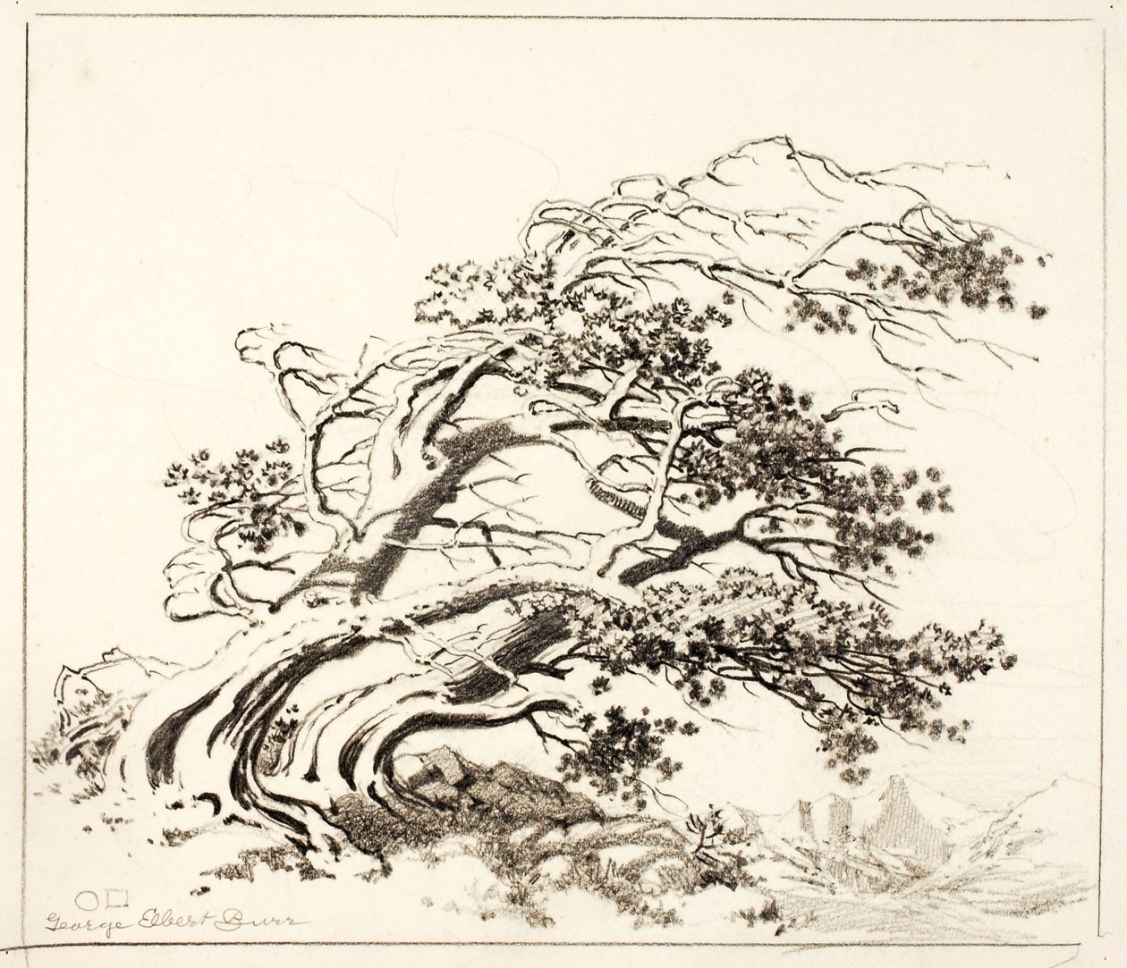 Skica pro Pines in Wind, Estes Park od George Elbert Burr