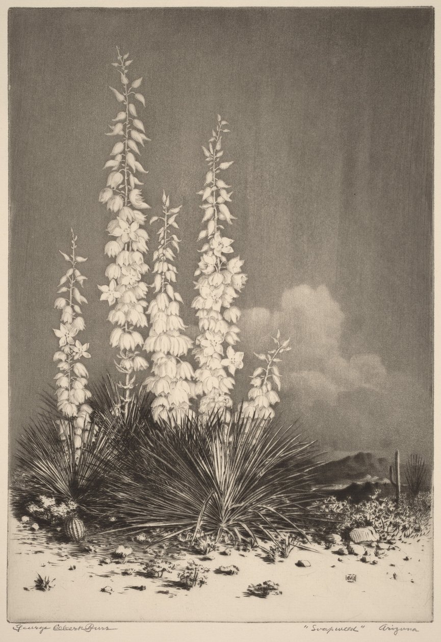 Soapweed, Arizona (č. 2) od George Elbert Burr