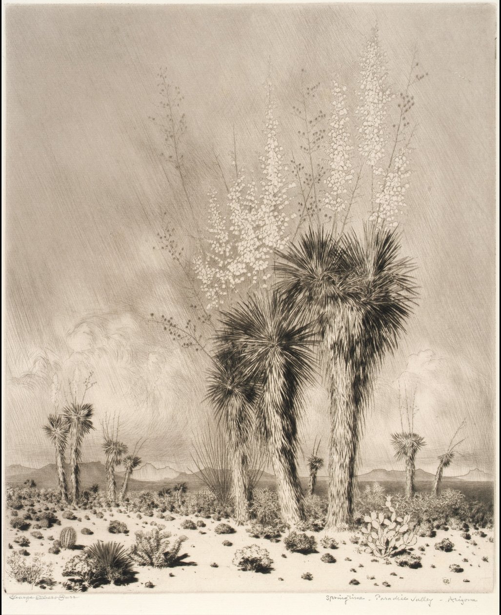 Jaro, Paradise Valley, Arizona od George Elbert Burr