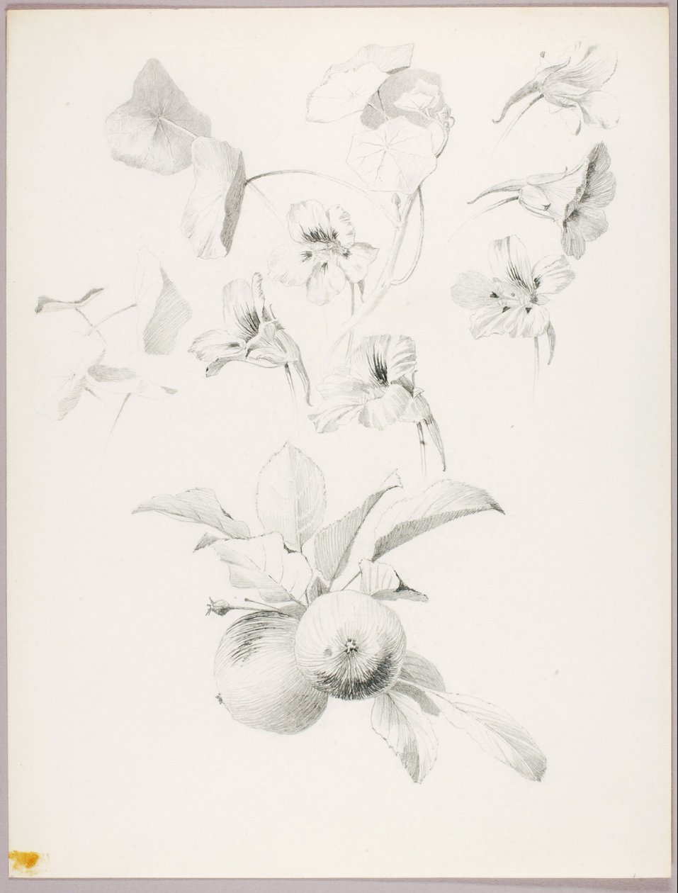 Bez názvu (botanická studie) od George Elbert Burr