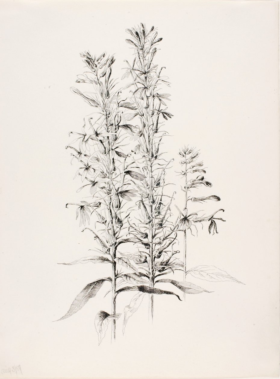 Bez názvu (Květ kardinála, Lobelia Cardinalis) od George Elbert Burr