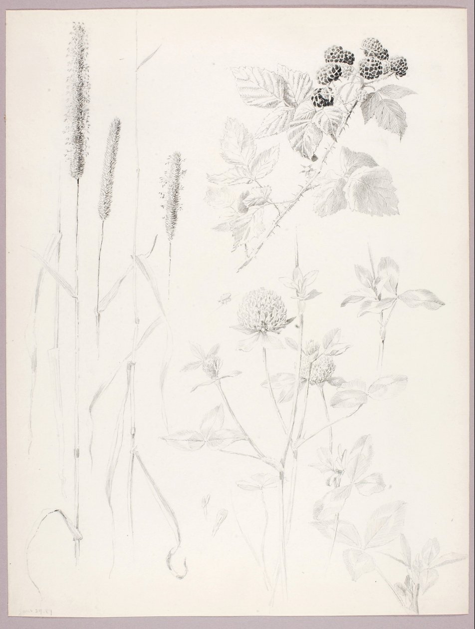Bez názvu (Cattails, Clover, and Blackberries) od George Elbert Burr