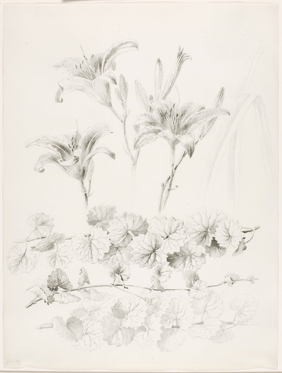 Bez názvu (Lilie a břečťan) (Glecoma Hederacea) od George Elbert Burr