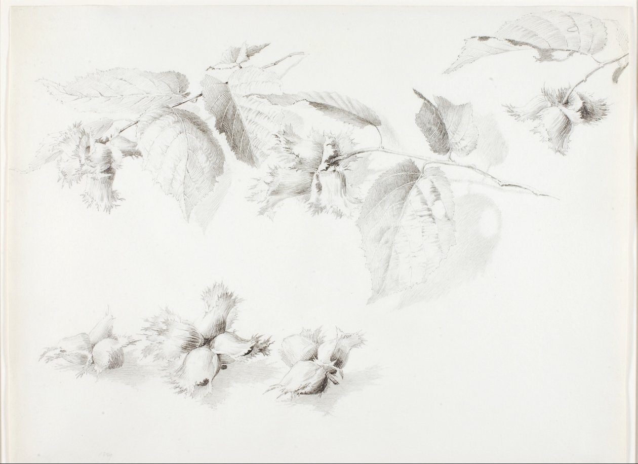Bez názvu (Divoký lískový ořech, Corylus Americana) od George Elbert Burr
