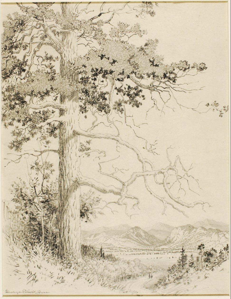 Bez názvu (převodní kresba pro Old Pine, Estes Park) od George Elbert Burr