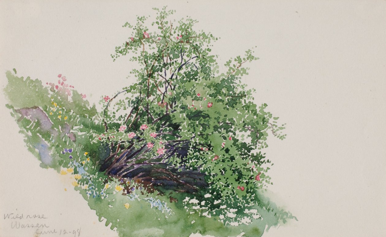Wild Rose, Wassen od George Elbert Burr